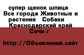 супер щенок шпица - Все города Животные и растения » Собаки   . Краснодарский край,Сочи г.